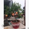 盆栽石榴掛果石榴盆景陽臺庭院種植果大籽甜品種大紅袍