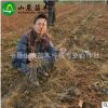 苗圃提供 美人指葡萄苗 葡萄苗批發 成活率高
