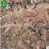 葡萄苗基地 直銷 巨玫瑰葡萄苗 棵棵精挑細選 量大從優