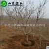 長期供應 大紅石榴樹 高產量石榴樹 石榴樹批發