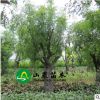 龍須棗 盤龍 庭院景觀樹 茶壺造型棗樹 占地35公分