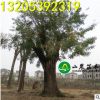 苗圃直銷 90公分 國槐樹 綠化苗木 國槐大樹批發 規格全 量大從優