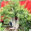 景觀植物盆栽花卉石榴樹樁微型盆栽花卉批發市場苗圃直銷石榴樹
