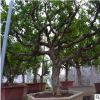 工程園林綠化行道樹石榴大樹果樹批發10-30公分石榴樹樁基地直銷