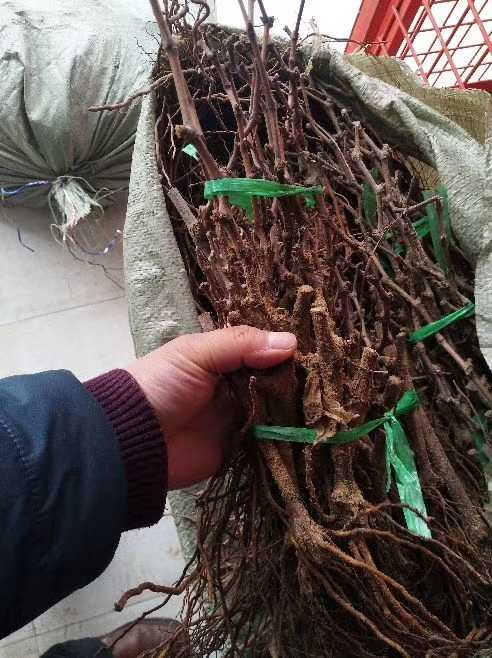 葡萄苗，占地葡萄樹