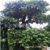 供應金彈子盆景 高檔別墅小區綠化苗木 金彈子盆景盆栽