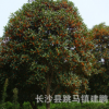 苗圃批發供應 胸徑5-10cm桂花樹 金桂 銀桂 丹桂樹形優美規格齊全