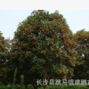 苗圃批發供應 胸徑5-10cm桂花樹 金桂 銀桂 丹桂樹形優美規格齊全
