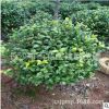 批發1米-1.5米茶花球 茶花樹 茶花盆栽 苗圃專業種植 量大優惠