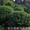 基地批發各種規格的茶花球 盆栽花卉 湖南山茶花苗球