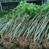 基地批發園林工程綠化用苗 芙蓉花樹苗 各種規格 量大價優