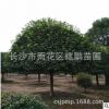 基地直銷桂花樹 10-15-18公分桂花樹 量大價優