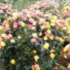 造型月季 園林庭院觀賞植物 多色造型月季花盆景 造型美觀
