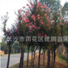 批發紫薇樹苗 園林庭院觀花植物 紅花紫薇苗 紫薇樹樁規格齊全