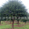 苗木基地批發5公分樹形優美的名貴植物紅豆杉 凈化空氣南方紅豆杉