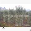 低價供應彩葉綠化苗木 紅葉石楠柱 修剪精美規格齊全