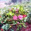 批發供應茶花球 山茶花 工程 綠化苗木 精品茶花基地