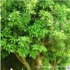 湖南苗圃批發(fā) 移栽楊梅樹(shù) 造型楊梅樹(shù) 切桿楊梅 多桿楊梅 楊梅苗