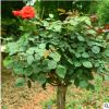 自家苗圃直銷(xiāo) 高桿月季花 樹(shù)狀月月紅 價(jià)格合理 歡迎實(shí)地考察