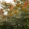 專業(yè)苗圃批發(fā)出售紅楓 紅顏楓 凈化空氣易成活 量大從優(yōu)8-12公分