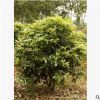 自家苗圃批發精品造型桂花球 金桂八月桂花 花期長成活率高四季桂