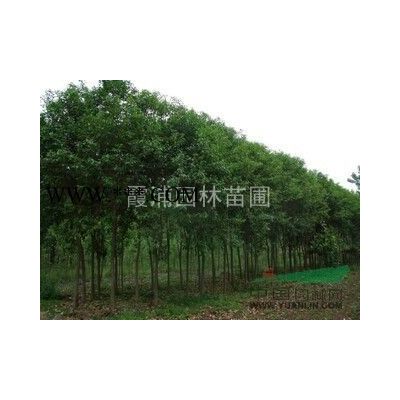 南京地區大量供應5米雪松  江蘇5米雪松*新報價