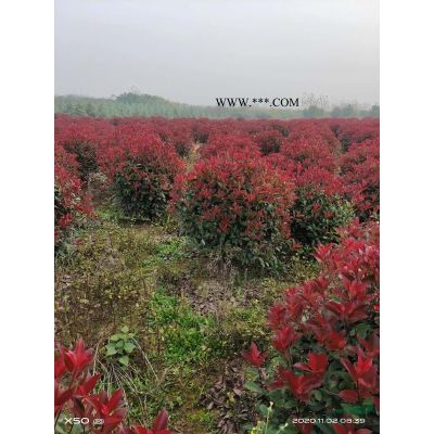 南京雪松，雪松價格，常年供應雪松，紅葉石楠球，紅白玉蘭，廣..