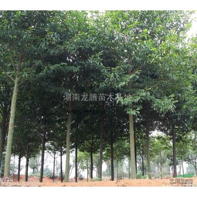湖南杜鵑供應(yīng)   紅豆杉、雪松、松柏、蘭天竹、絲蘭