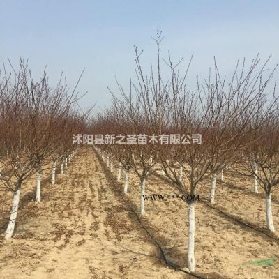 雪松批發價直銷--量大價優
