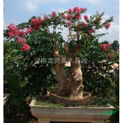 供應(yīng)湖南羅漢松、桂花、廣玉蘭、杜英、杜鵑等規(guī)格*，價(jià)格實(shí)。