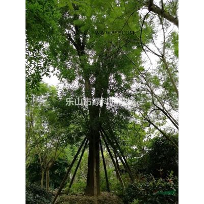 四川樂山供應櫸樹15～30公分