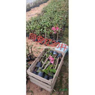 福建山櫻花價(jià)格 地苗 移植袋苗8-16公分價(jià)格180元起