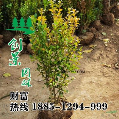 常年2-12公分廣玉蘭 規格*  苗圃基地廣玉蘭樹苗