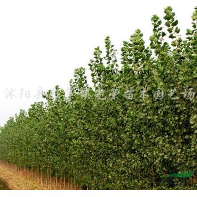 江蘇廣玉蘭，紫玉蘭，白玉蘭，黃玉蘭新價格