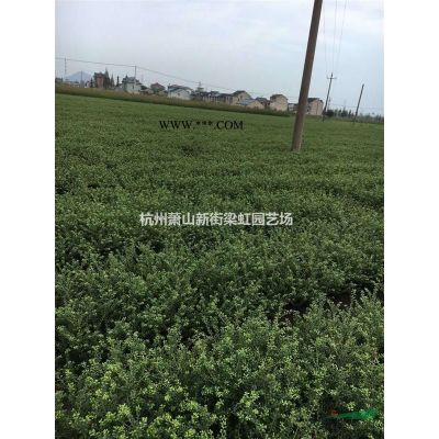 紅葉石楠，紅葉石楠球，2020年紅葉石楠球價格