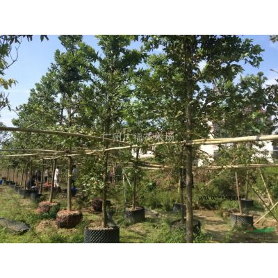 本場經(jīng)營景觀樹，大規(guī)格綠化樹，工程各種苗木等