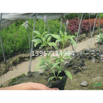 2019年浙江金葉接骨木美植袋新報(bào)價(jià)