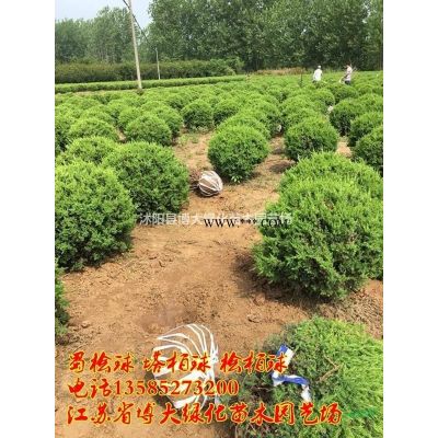 供應塔柏苗 高度30-50公分塔柏苗 基地直銷 量大價低