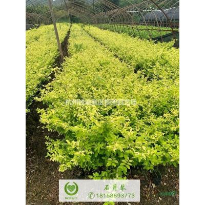 櫸樹12-25公分