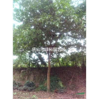 四川樂山供應廣玉蘭米徑5～7CM