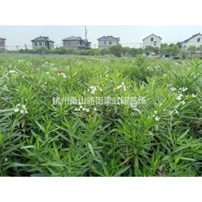 龍柏，龍柏供應，蕭山苗木，2020年龍柏低價格