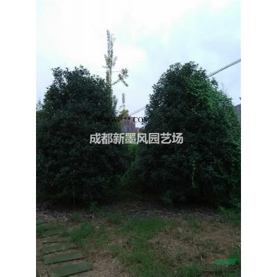 樂昌含笑