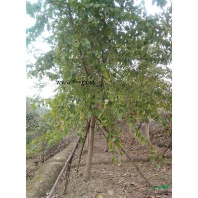 四川樂山供應紅葉石楠精品球冠幅80～150cM