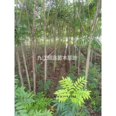 江西九江紅葉石楠新報價