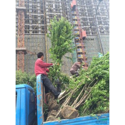 供應龍柏當年生 二年生 以及球類 造型龍柏