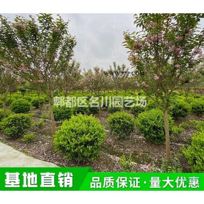 成都矮棕竹種植_棕竹批發(fā)基地_櫻櫚竹報(bào)價(jià)_竹矮價(jià)格_棕櫚竹綠籬