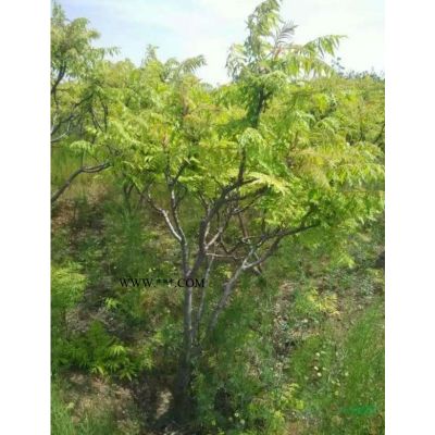 紅葉石楠球基地  低價直銷  產地貨源