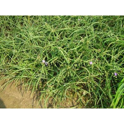 桂花、紅葉石楠等苗木
