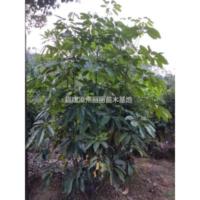 優(yōu)質(zhì)特價紅葉石楠2產(chǎn)地直銷