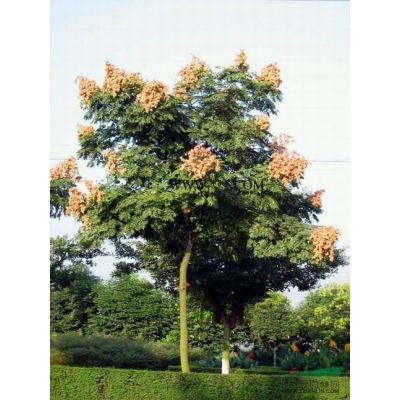 羅漢松報價：胸徑6-15日本羅漢松樹，造型羅漢松，羅漢松樁